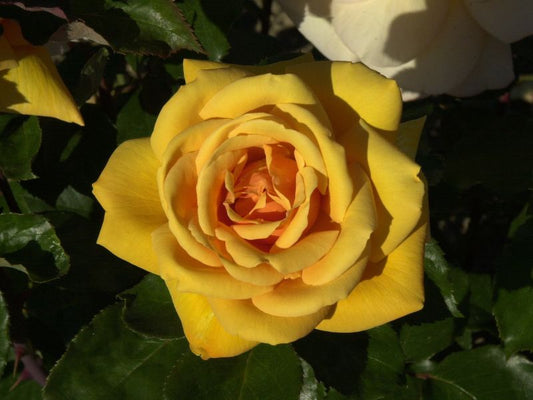 Edelrose 'Kupferkönigin' ® - Rosa 'Kupferkönigin' ® TH