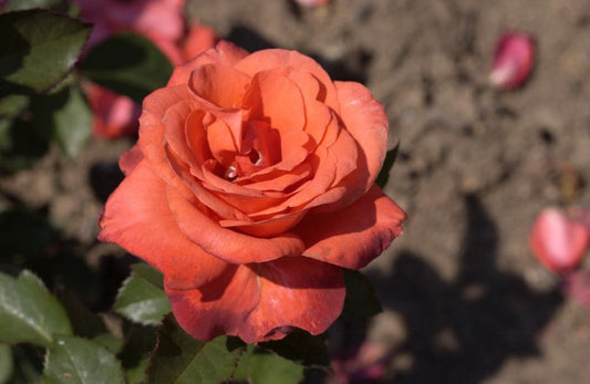 Edelrose 'Lady Rose' ® - Rosa 'Lady Rose' ® TH