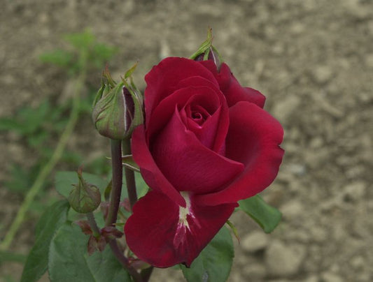 Edelrose 'Liebeszauber' ® - Rosa 'Liebeszauber' ® TH