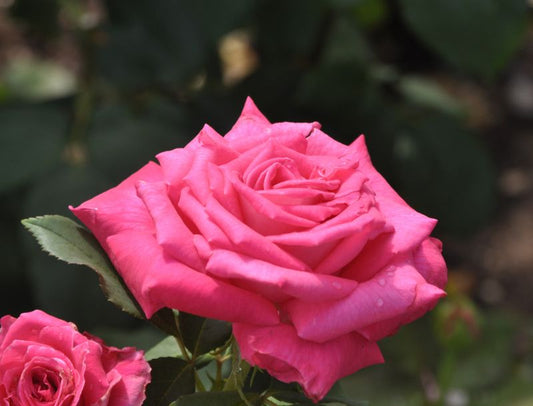 Edelrose 'Mainauduft' ® - Rosa 'Mainauduft' ® TH