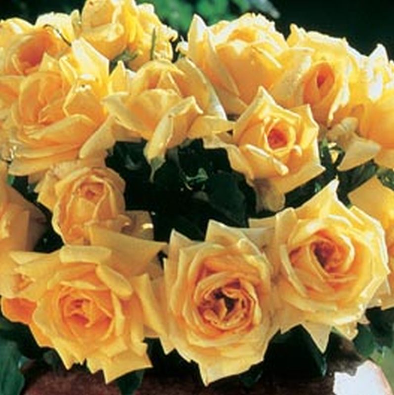 Edelrose 'Marco Polo' ® - Rosa 'Marco Polo' ® TH