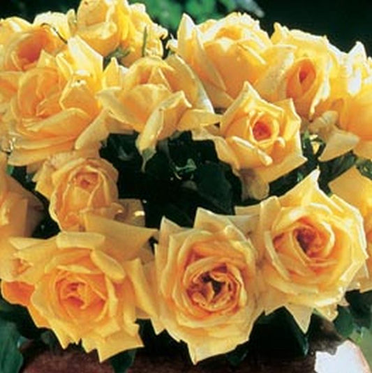 Edelrose 'Marco Polo' ® - Rosa 'Marco Polo' ® TH