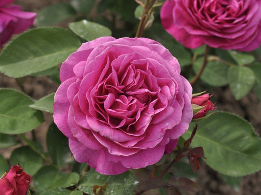 Edelrose 'Old Port' ® - Rosa 'Old Port' ® TH