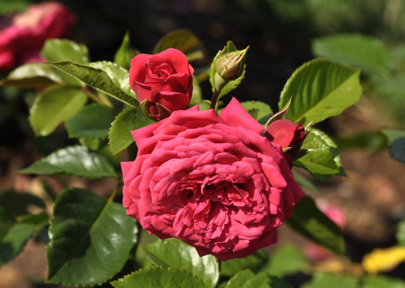 Edelrose 'Piano' ® - Rosa 'Piano' ® TH