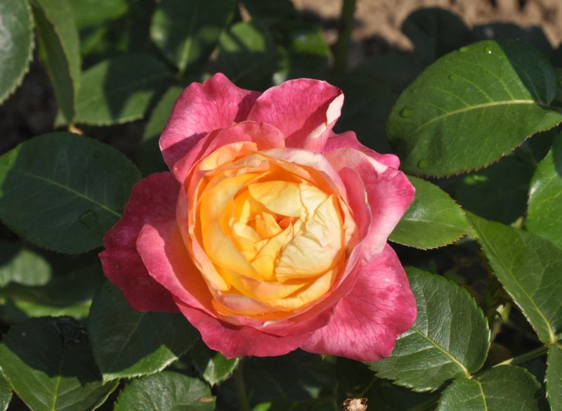Edelrose 'Pullman Orient Express' ® - Rosa 'Pullman Orient Express' ® TH