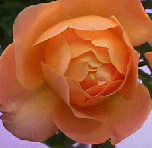 Edelrose 'Samaritan' ® - Rosa 'Samaritan' ® TH