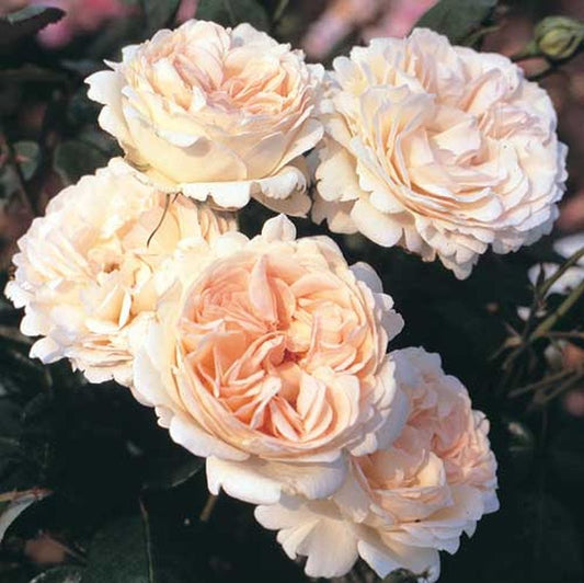 Edelrose 'Sebastian KNEIPP' ® - Rosa 'Sebastian KNEIPP' ® TH
