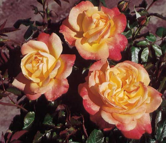 Edelrose 'Speelwark' ® - Rosa 'Speelwark' ® TH