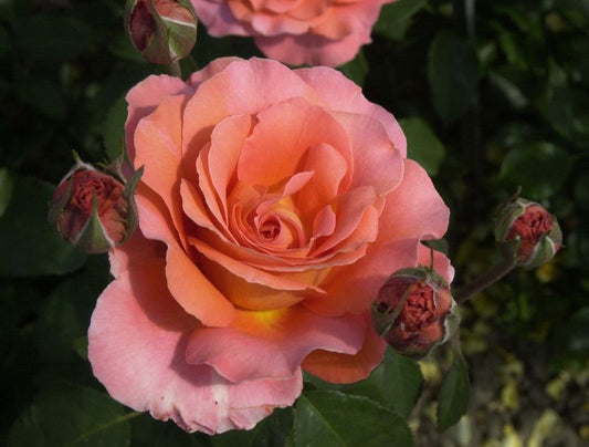 Edelrose 'Tea Time' ® - Rosa 'Tea Time' ® TH