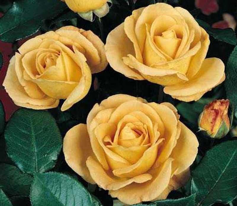 Edelrose 'Whisky' ® - Rosa 'Whisky' ® TH