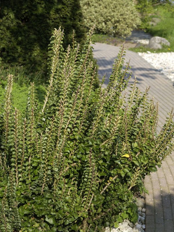 Efeu 'Erecta' - Hedera helix 'Erecta'