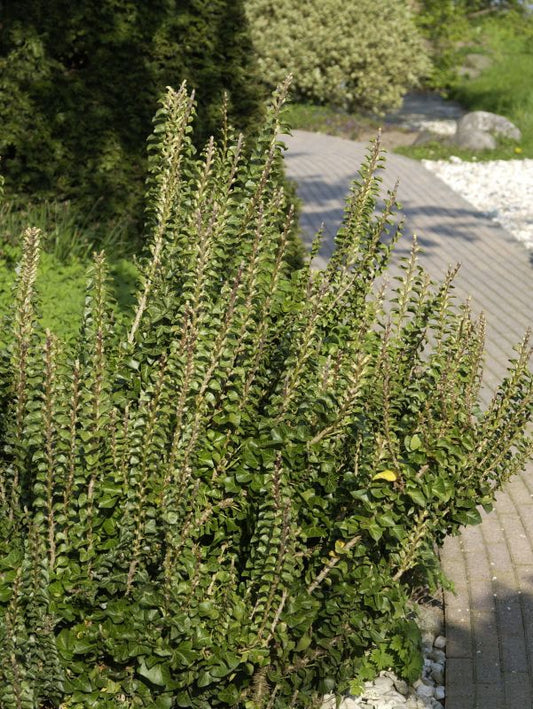 Efeu 'Erecta' - Hedera helix 'Erecta'