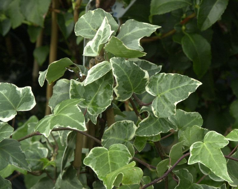 Efeu 'Glacier' - Hedera helix 'Glacier'