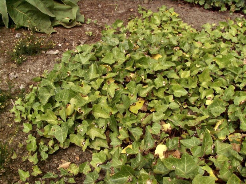 Efeu 'Plattensee' - Hedera helix 'Plattensee'