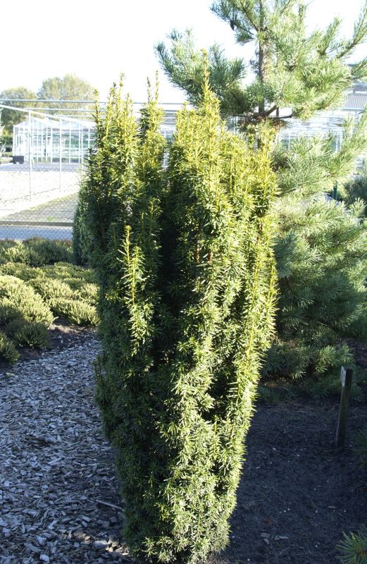 Eibe 'David' - Taxus baccata 'David'