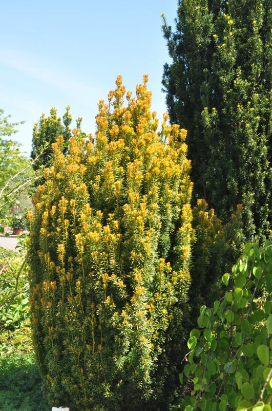 Eibe 'Germer's Gold' - Taxus baccata 'Germer's Gold'