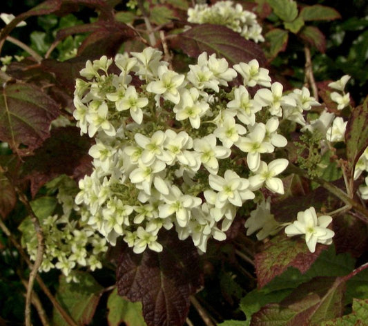 Eichenblättr.Hortensie 'Snowflake' - Hydrangea quercifolia 'Snowflake'