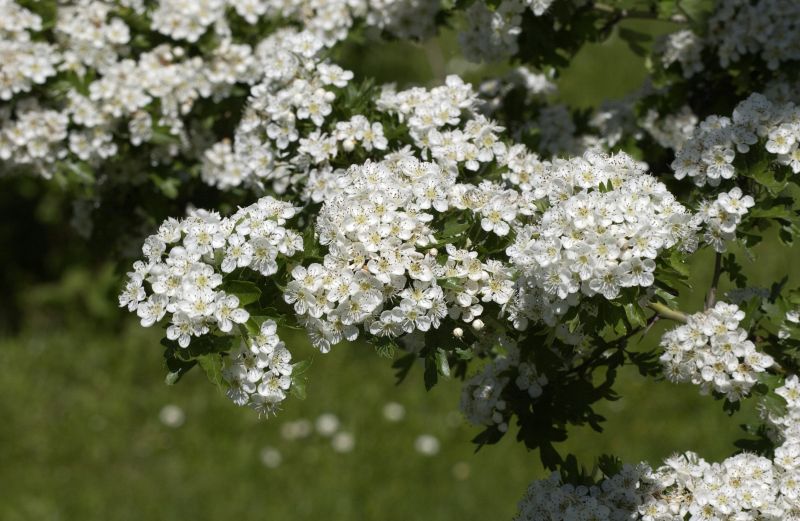 Eingriffliger Weißdorn VgU - Crataegus monogyna VgU