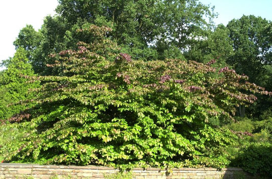 Eisenbaum - Parrotia persica