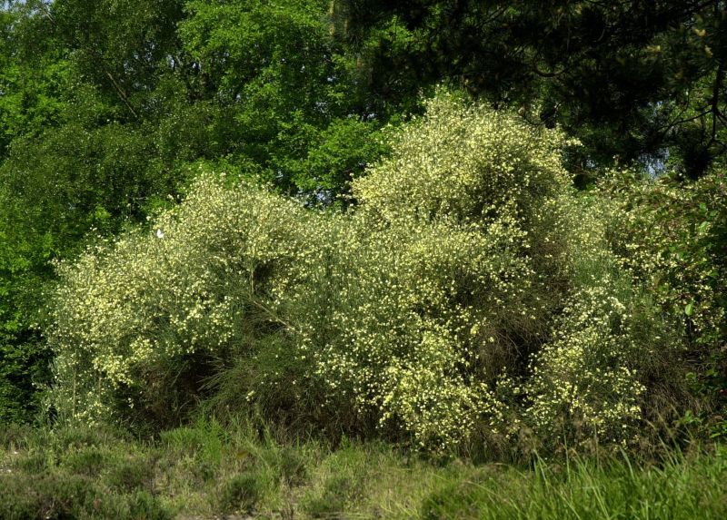 Elfenbeinginster 'Albus' - Cytisus praecox 'Albus'