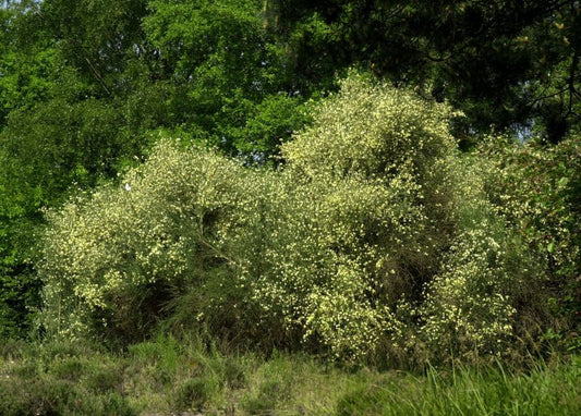 Elfenbeinginster 'Albus' - Cytisus praecox 'Albus'