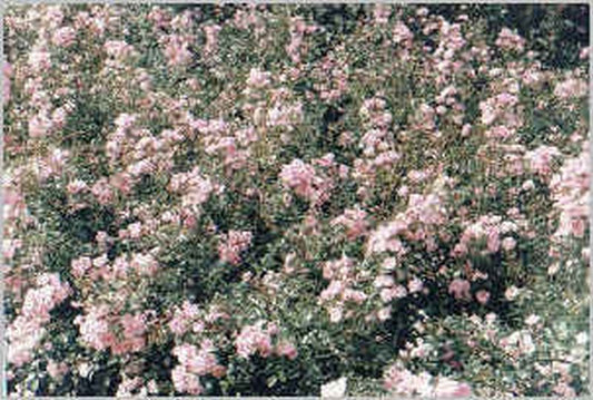 Englische Bodendeckende Rose 'The Fairy' - Rosa 'The Fairy' BDR