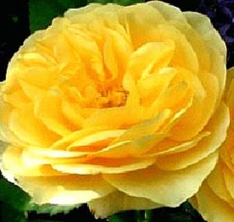 Englische Strauchrose 'Graham Thomas' ® - Rosa 'Graham Thomas' ® STR