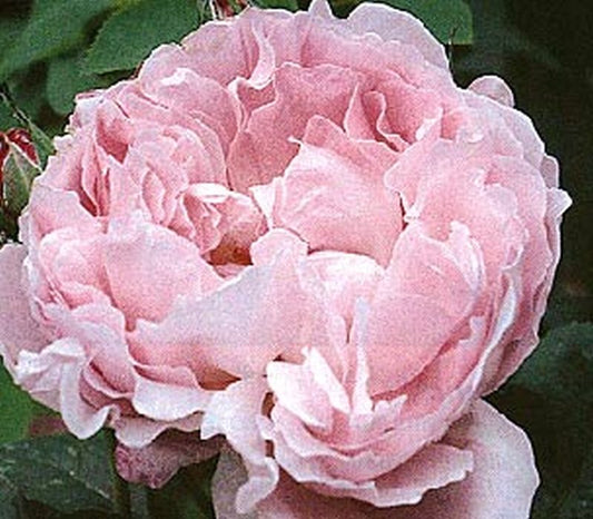 Englische Strauchrose 'Mary Rose' ® - Rosa 'Mary Rose' ® STR