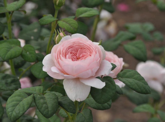 Englische Strauchrose 'Queen of Sweden' ® - Rosa 'Queen of Sweden' ® STR