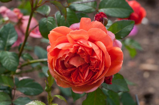 Englische Strauchrose 'Summer Song' ® - Rosa 'Summer Song' ® STR