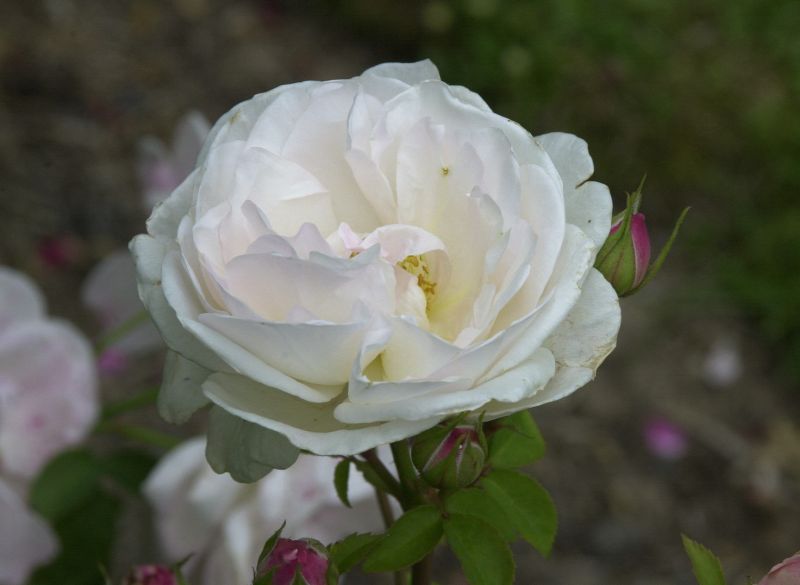 Englische Strauchrose 'Wife of Bath' - Rosa 'Wife of Bath' STR