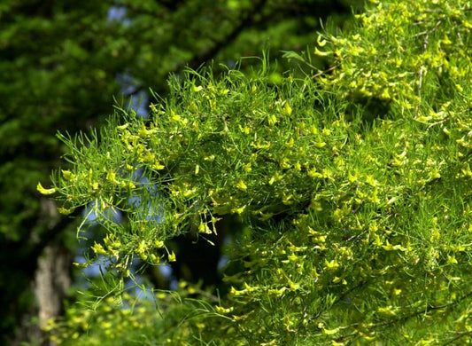 Erbsenstrauch 'Lorbergii' - Caragana arborescens 'Lorbergii'