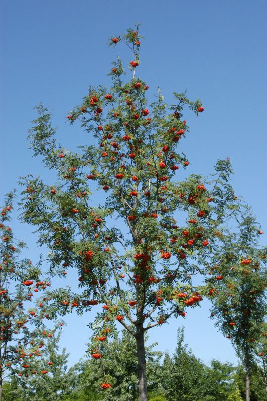 Eßbare Eberesche - Sorbus aucuparia 'Edulis'