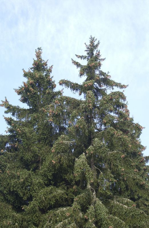 Europäische Fichte VgU - Picea abies VgU