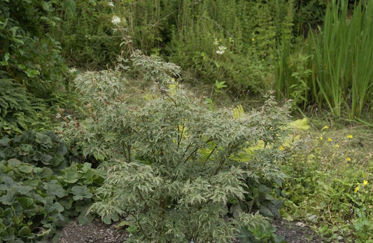 Fächerahorn 'Butterfly' - Acer palmatum 'Butterfly'