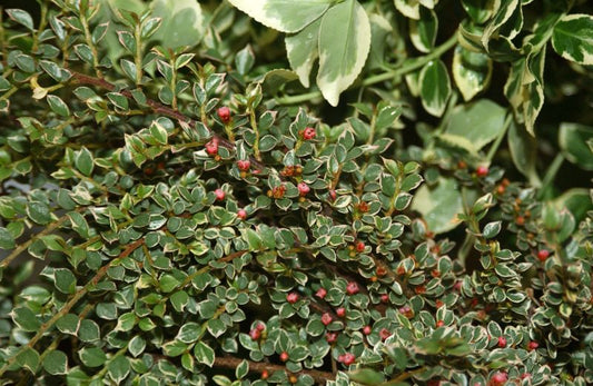 Fächermispel 'Variegatus' - Cotoneaster horizontalis 'Variegatus'