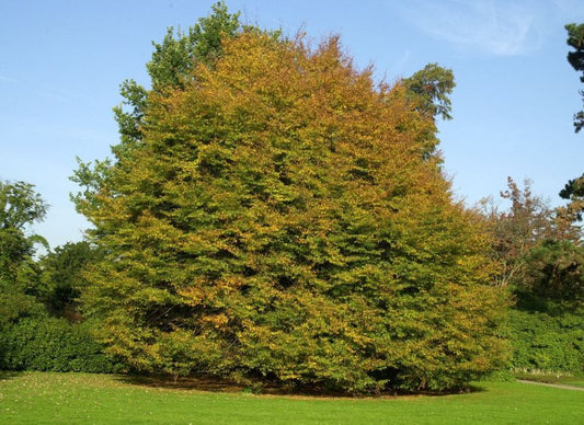 Farnblättrige Rotbuche - Fagus sylvatica 'Asplenifolia'