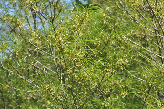 Farnblättriger Faulbaum - Rhamnus frangula 'Asplenifolia'