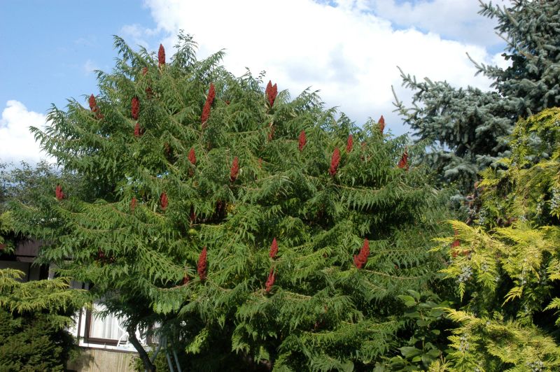 Farnwedel-Essigbaum - Rhus typhina 'Dissecta'