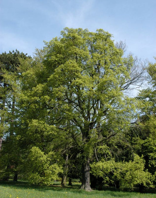 Feldahorn Baum - Acer campestre