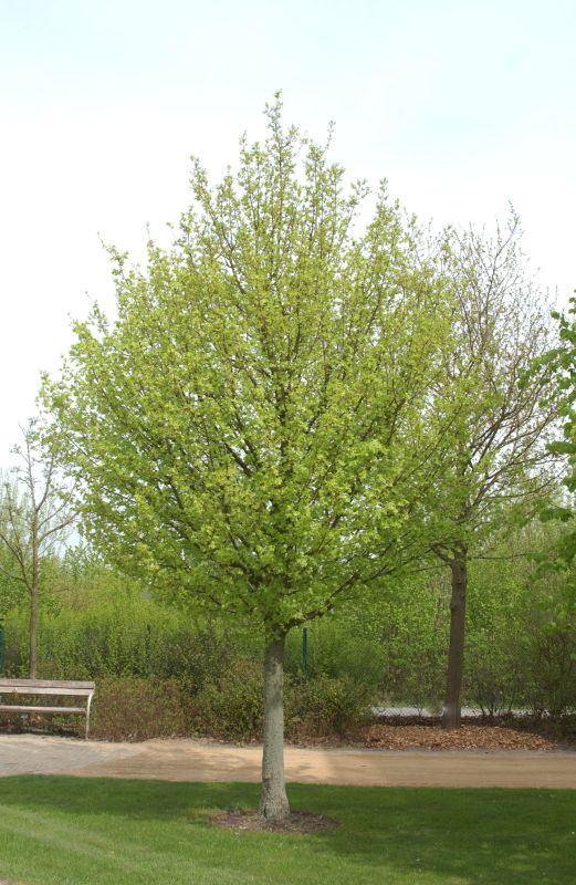 Feldahorn 'Elsrijk' - Acer campestre 'Elsrijk'