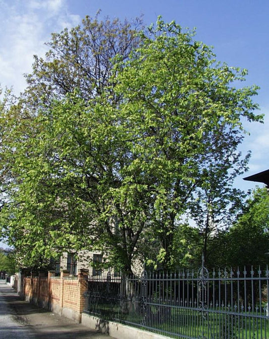Feldulme - Ulmus carpinifolia