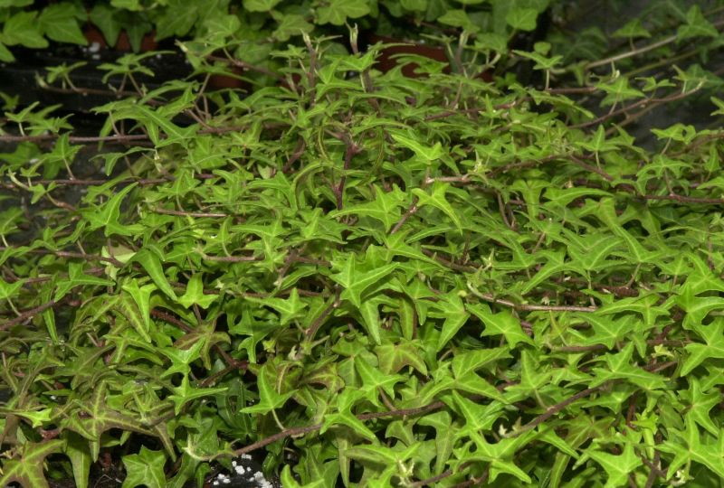 Felsen-Efeu 'Sagittifolia' - Hedera helix 'Sagittifolia'