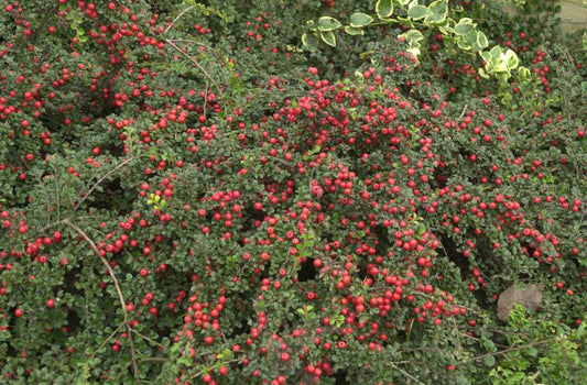 Felsenmispel - Cotoneaster praecox