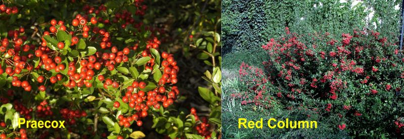Feuerdorn - Pyracantha Hybr. in Sorten
