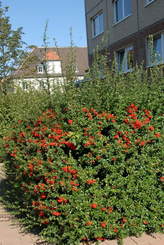 Feuerdorn 'Praecox' - Pyracantha 'Praecox'