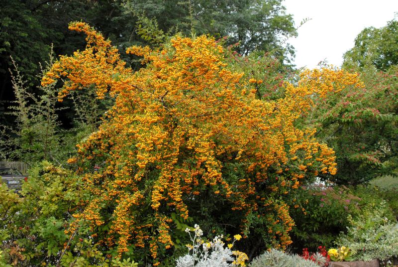 Feuerdorn 'Soleil dOr' - Pyracantha 'Soleil d'Or'