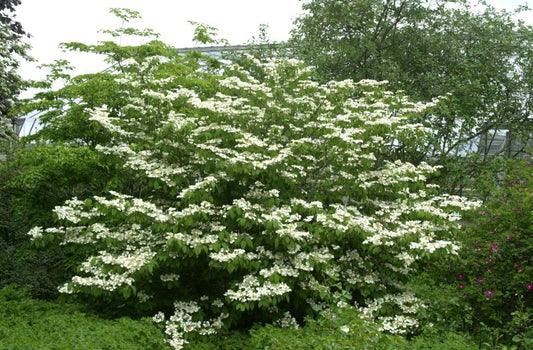 Filziger Schneeball - Viburnum plicatum tomentosum