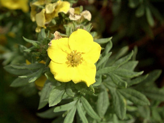 Fingerstrauch 'Jackman' - Potentilla fruticosa 'Jackman'
