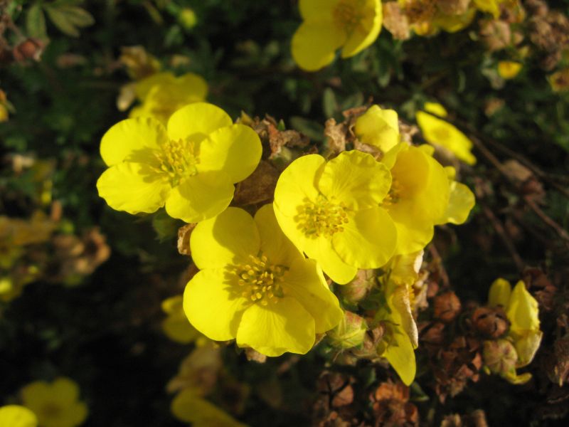 Fingerstrauch 'Jolina' - Potentilla 'Jolina'